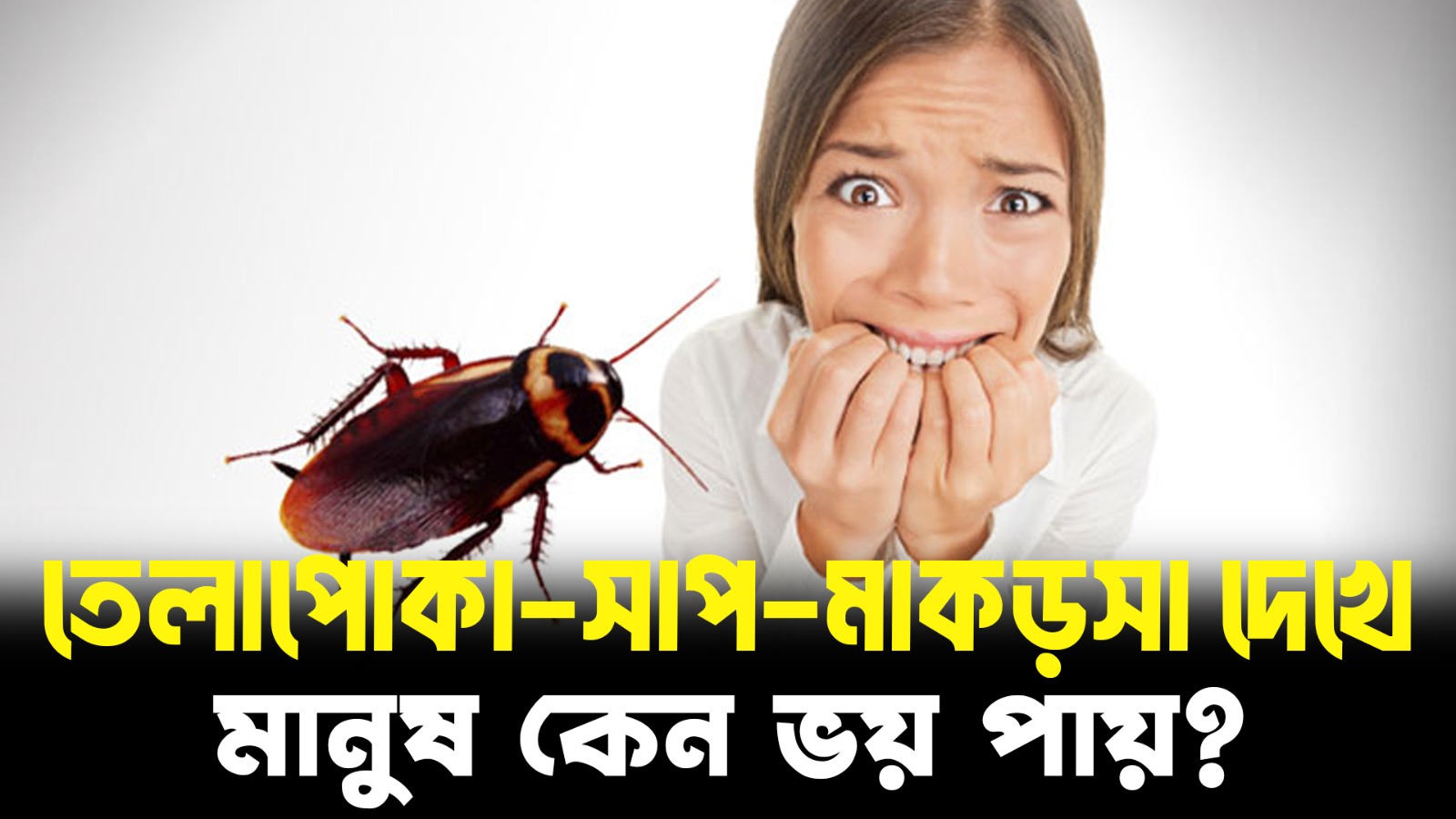 মানুষ কেন তেলাপোকা–সাপ–মাকড়সা দেখে ভয় পায়? | Real Scientific Reason Explained